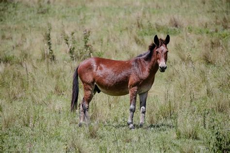 filhote de jumenta com cavalo|CRUZA JUMENTA COM CAVALO